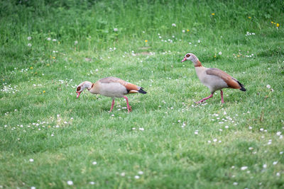 View of birds on grass