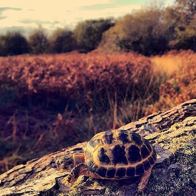 animals in the wild, one animal, animal themes, focus on foreground, close-up, nature, wildlife, reptile, field, landscape, outdoors, natural pattern, day, beauty in nature, high angle view, no people, sunlight, tranquility, yellow, selective focus