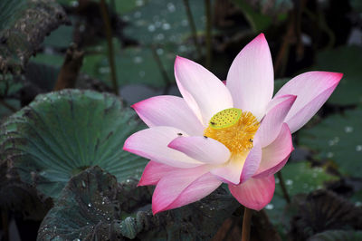 Close-up of pink lotus blooming outdoors