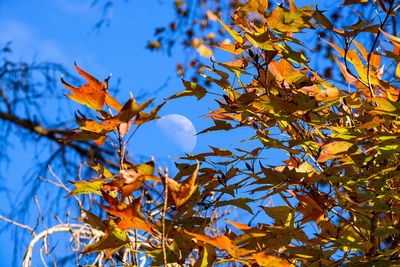 Low angle view of autumn tree against blue sky