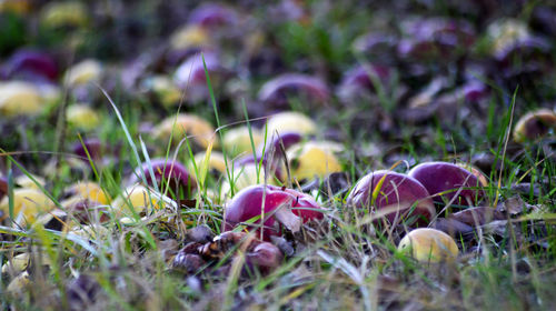 Close-up of purple flowers growing on field