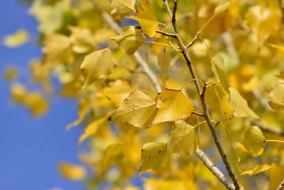 Close-up of yellow flowering plant during autumn