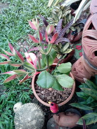 High angle view of succulent plant in pot