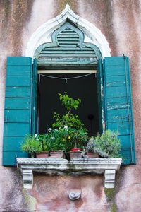 Potted plants outside building