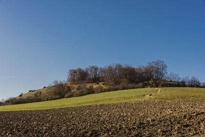 Trees on field against clear blue sky