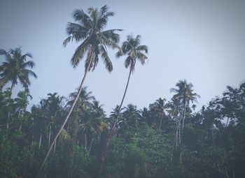 Low angle view of trees against sky