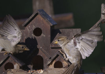 bird