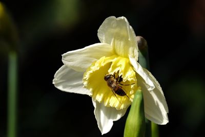 Close-up of bee pollinating on white flower