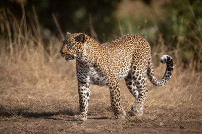 Leopard walks on sandy ground in savannah