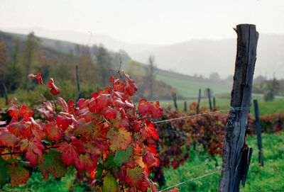 Close-up of red flowering plants on land