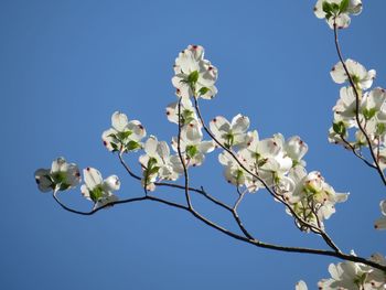 Low angle view of cherry blossoms against clear blue sky