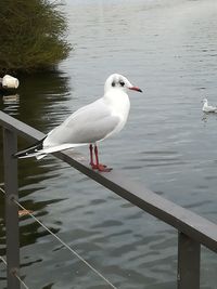 Seagull perching on lake