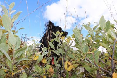 Low angle view of plants against sky