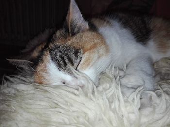 Close-up of cat sleeping on bed