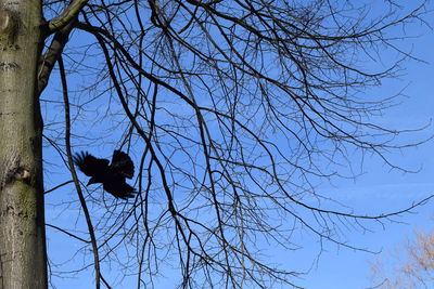 Low angle view of bird perching on tree against sky