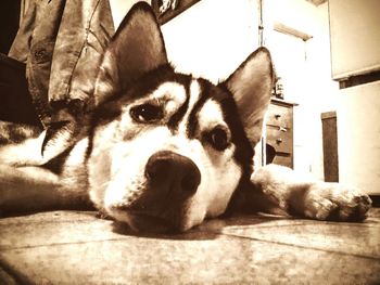 Close-up portrait of a dog