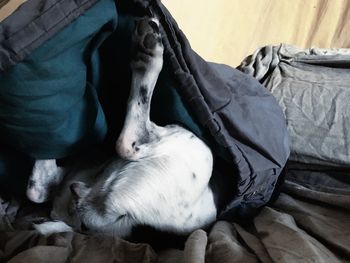 High angle view of dog sleeping on bed at home