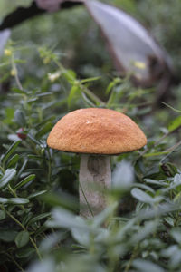 Close-up of mushroom growing on field