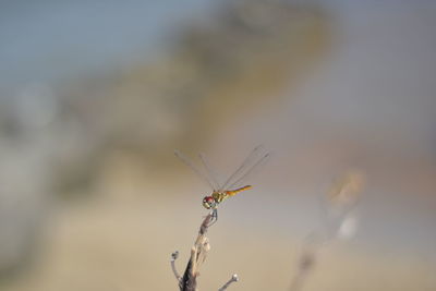 Close-up of dragonfly on twig