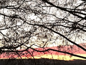 Low angle view of tree against sky