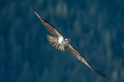 Beautiful osprey in flight