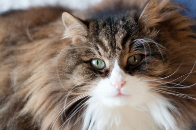 Close-up portrait of cat