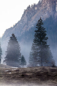 Trees on snow covered landscape against sky