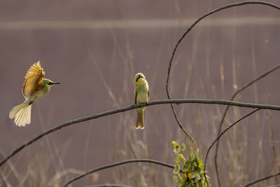 Bee-eater flying and perching