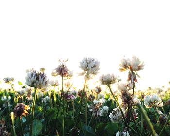 Close-up of flowers blooming in field