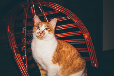 Portrait of cat sitting on chair