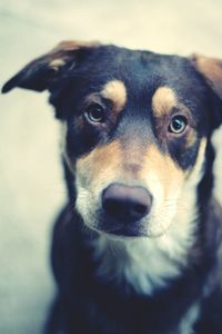 Close-up portrait of dog