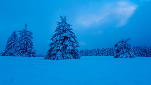 Trees on snow covered land against blue sky