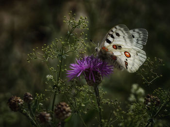 Close-up of butterfly pollinating on purple flower