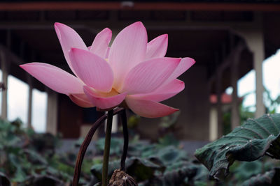 Close-up of pink water lily