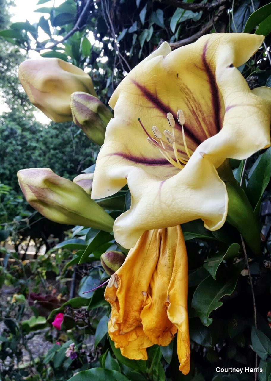 flower, petal, fragility, growth, plant, nature, beauty in nature, freshness, flower head, close-up, day, outdoors, yellow, no people, blooming