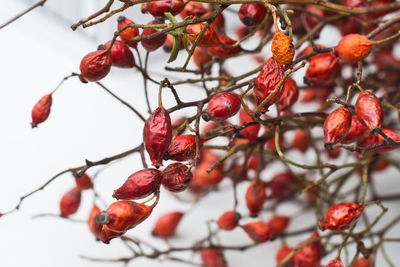 Close-up of red berries growing on tree