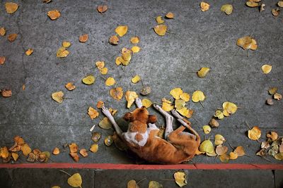 High angle view of dog and leafs on street