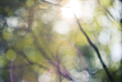 Defocused image of tree