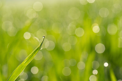 Close-up of grass blade with dew drop
