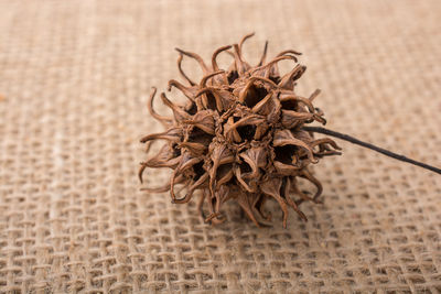 Close-up of wilted flower on table