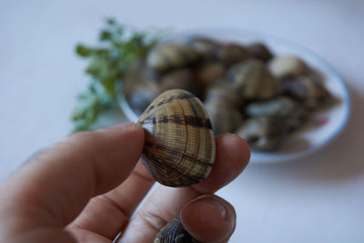 Close-up of hand holding shell