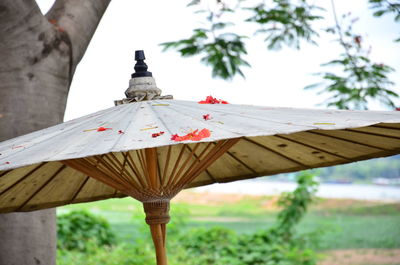 Close up of tree trunk