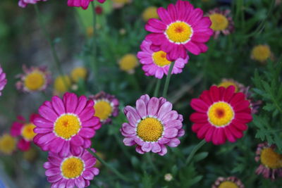 Close-up of pink flower