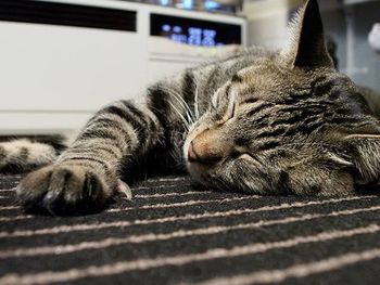 Close-up of cat sleeping