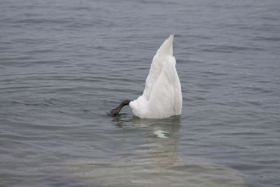 Swan swimming in lake