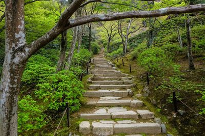 Footpath passing through forest