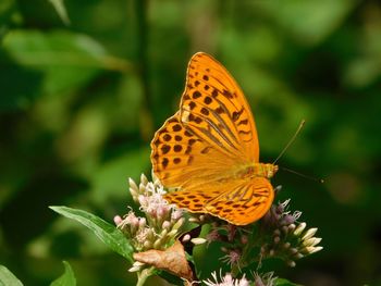 Butterfly pollinating on flower