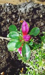 Close-up of plant