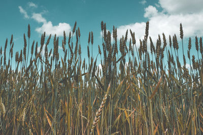 Low angle view of stalks in field against sky