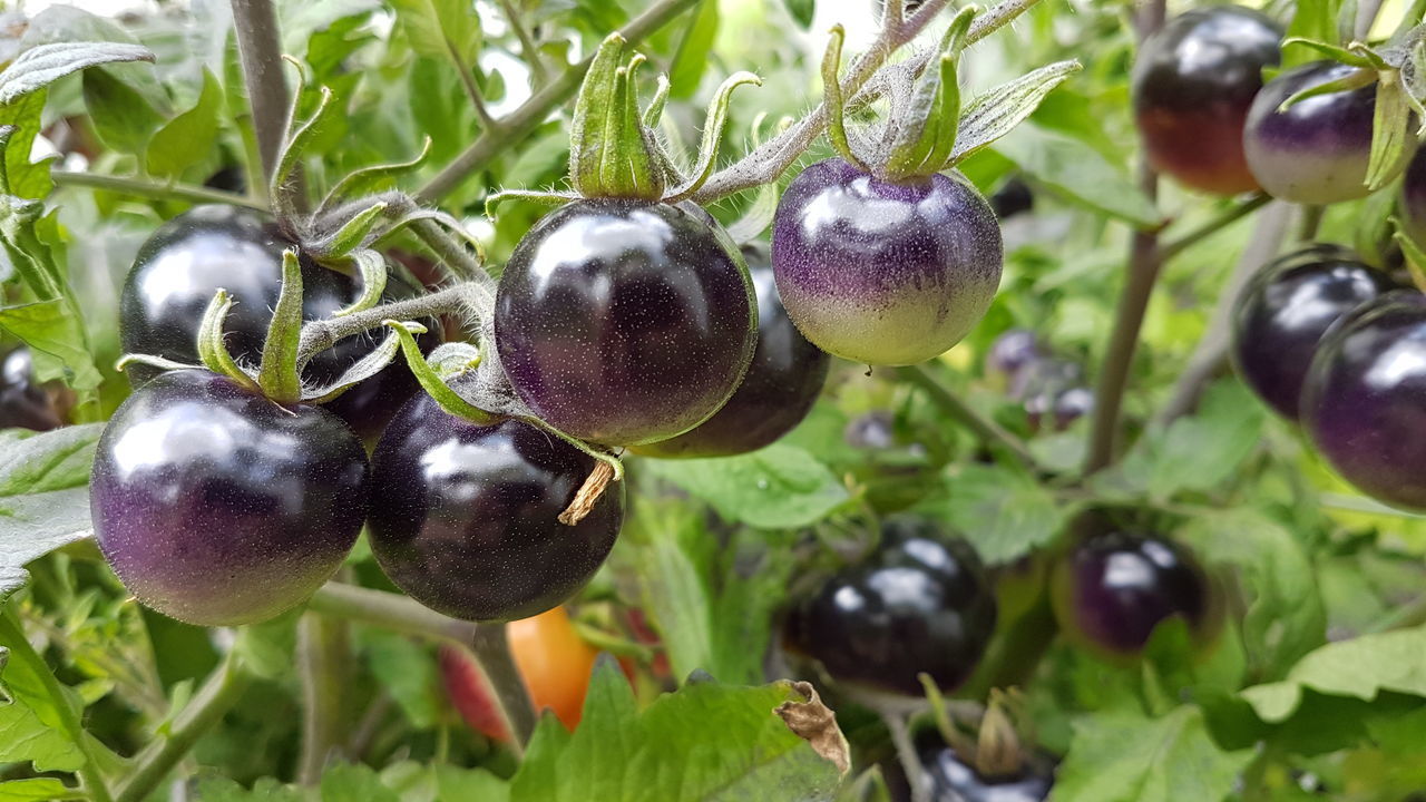 CLOSE-UP OF BLACKBERRIES GROWING ON PLANT